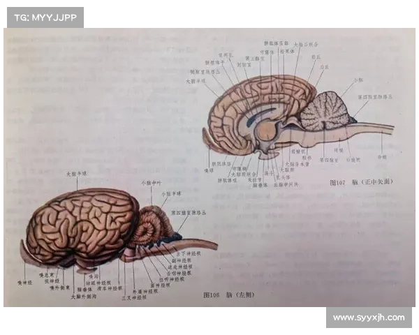 马的脚趾结构与其他动物的差异性分析及其生物学意义 马的脚趾结构与其他动物的差异性分析及其生物学意义