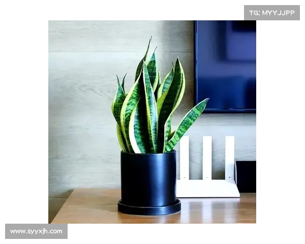 卷帘绿魔养护秘诀揭秘五大技巧让你的绿植健康生长 卷帘绿魔养护秘诀揭秘五大技巧让你的绿植健康生长